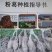 粉葛种苗葛根种苗送种植技术跟踪指导