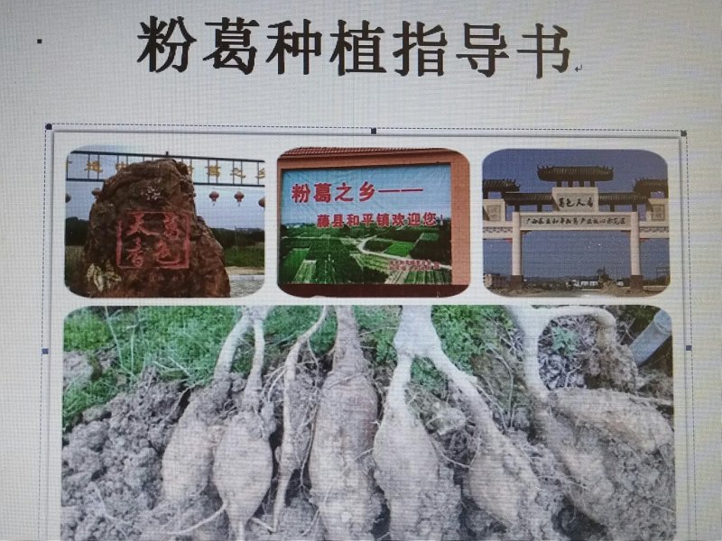 粉葛种苗葛根种苗送种植技术跟踪指导