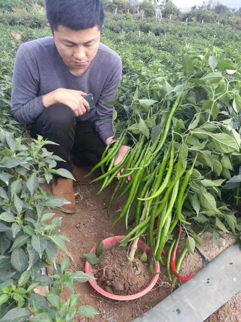 辣椒苗（二金条硬皮、软皮）（艳椒、茄子、番茄等苗）