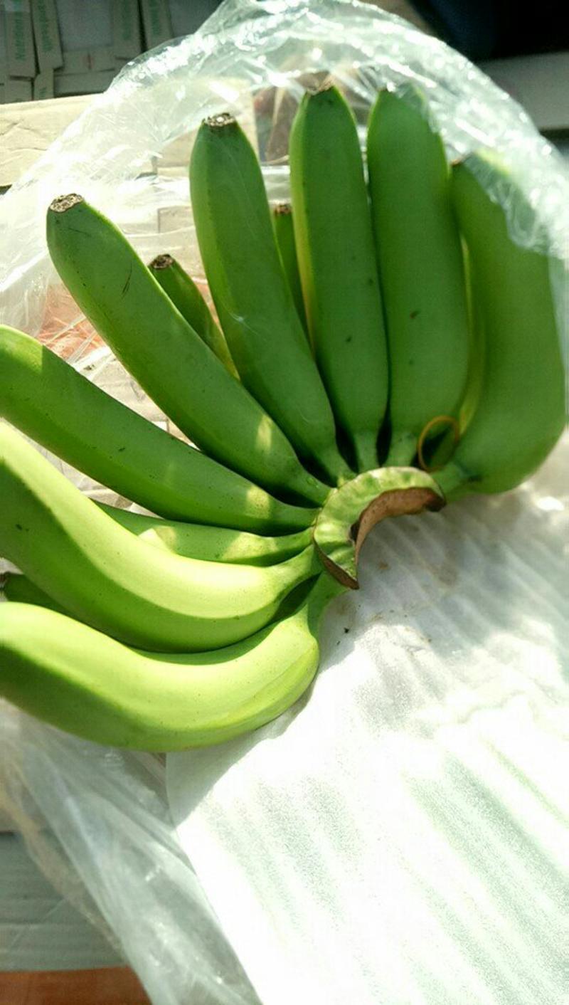 广东，广西，云南等产地常年批发香蕉，一次合作终身朋友