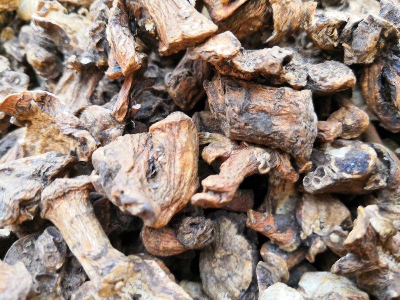 蒲公英根茶蒲公英鲜根茶蒲公英根蒲公英红茶500克装包邮