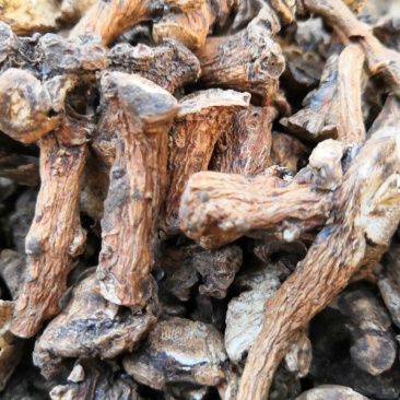 蒲公英根茶蒲公英鲜根茶蒲公英根蒲公英红茶500克装包邮