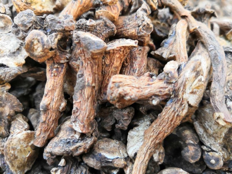蒲公英根茶蒲公英鲜根茶蒲公英根蒲公英红茶500克装包邮