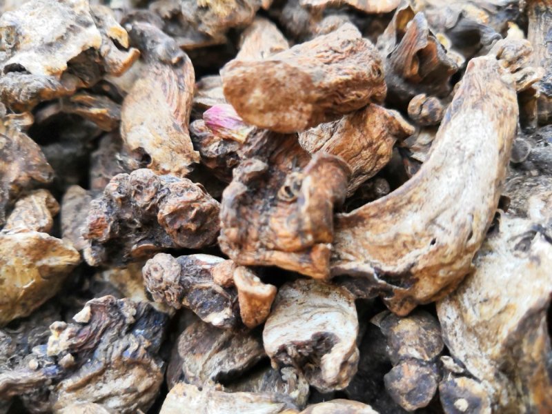蒲公英根茶蒲公英鲜根茶蒲公英根蒲公英红茶500克装包邮