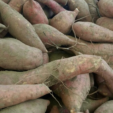 西瓜🍉红红薯
