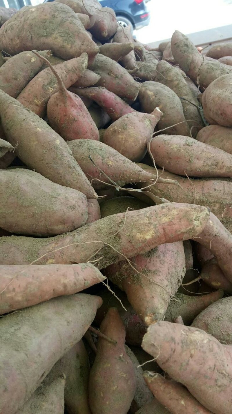 西瓜🍉红红薯