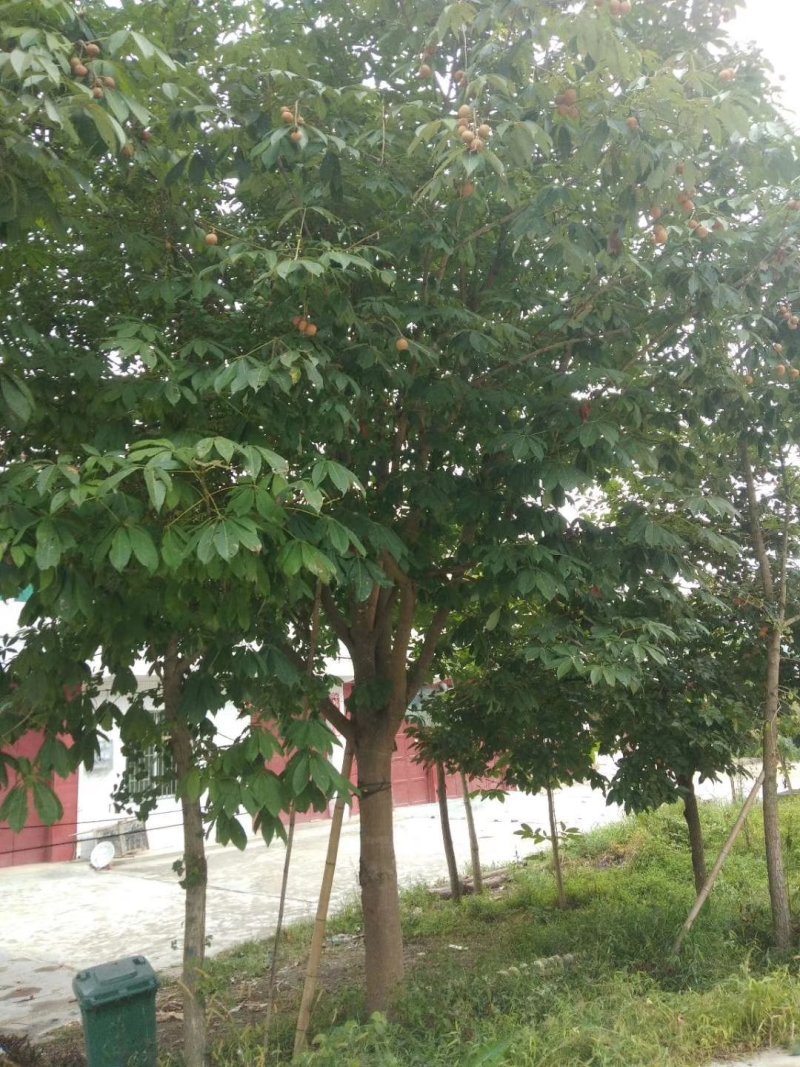 玉兰，七叶树