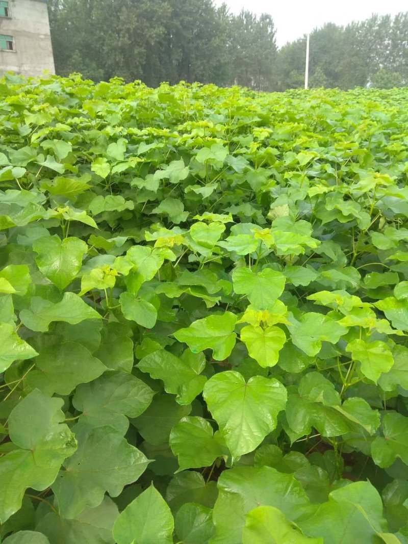 梓树小苗