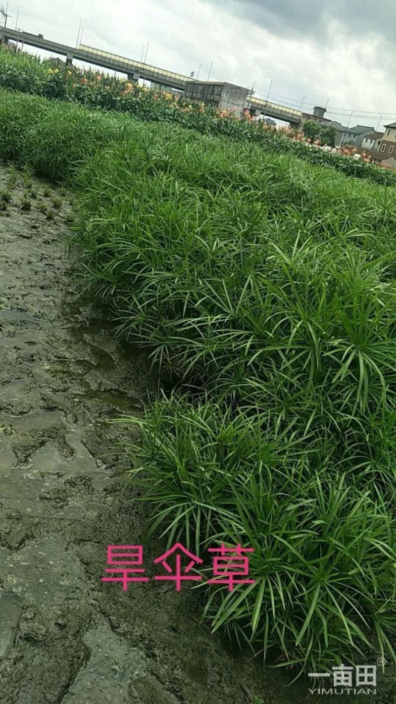 旱伞草