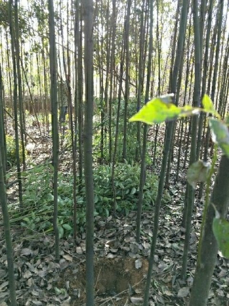 5公分，6公分，7公分，8公分，10公分光杆香樟