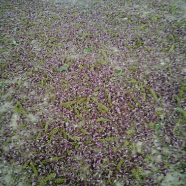 葛花