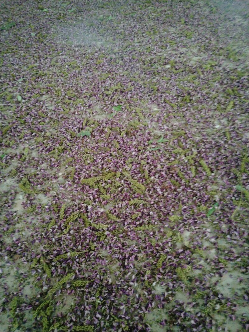 葛花