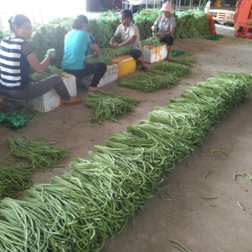 长豆角大量上市质量杠杠的