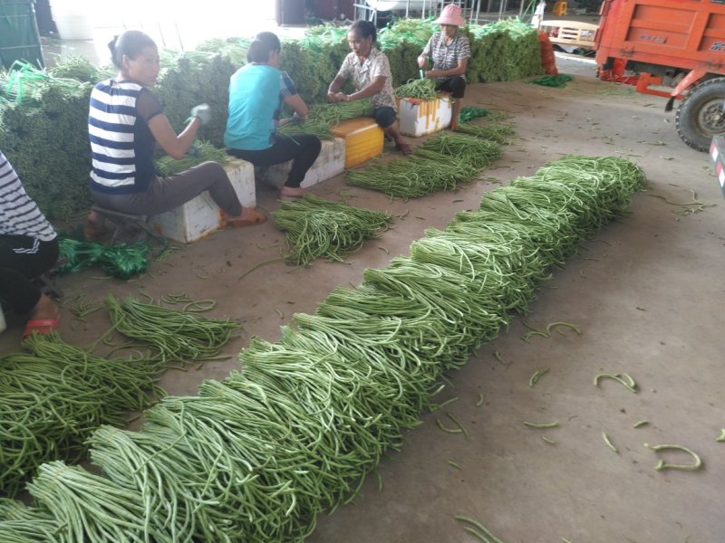 长豆角大量上市质量杠杠的