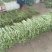 长豆角大量上市质量杠杠的