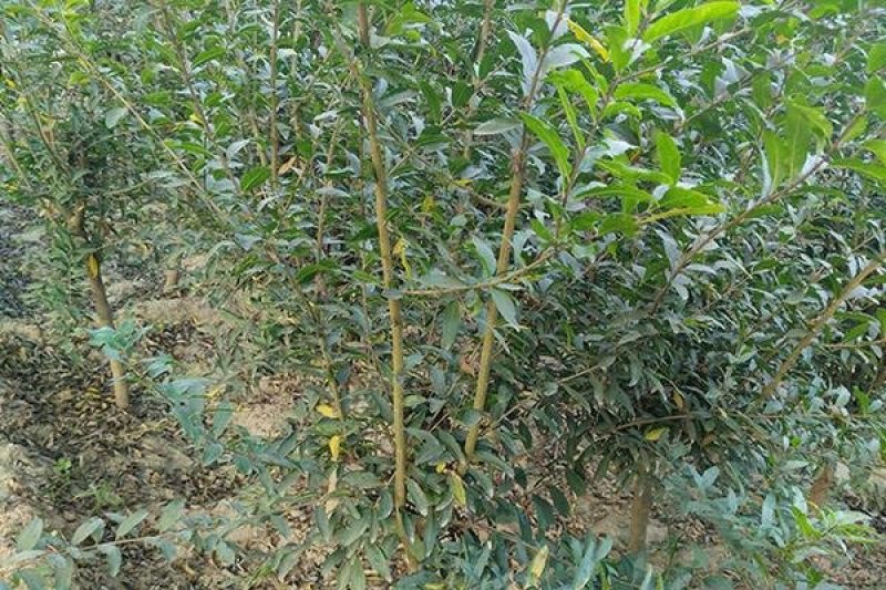 山东平邑特产蒙阳红石榴苗