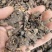 没药醋没药正品没药质量保证无硫净货无杂质
