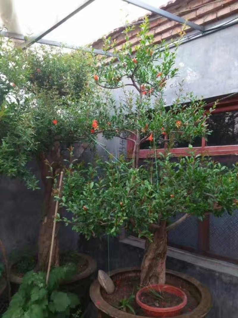 精品迎春，石榴
