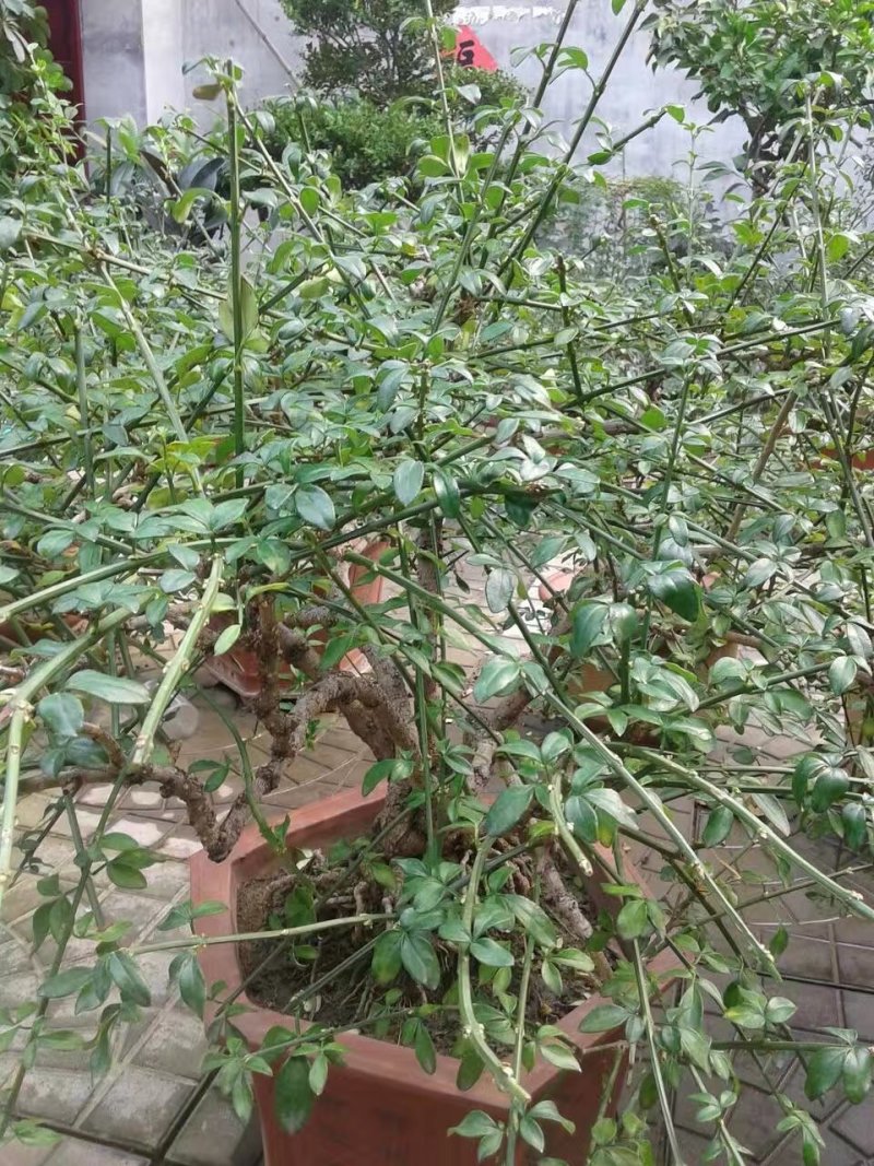 精品迎春，石榴