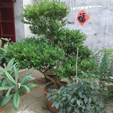 精品迎春，石榴