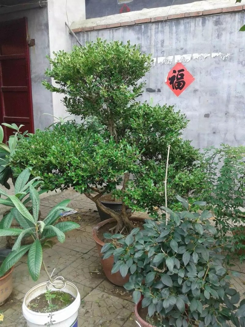 精品迎春，石榴