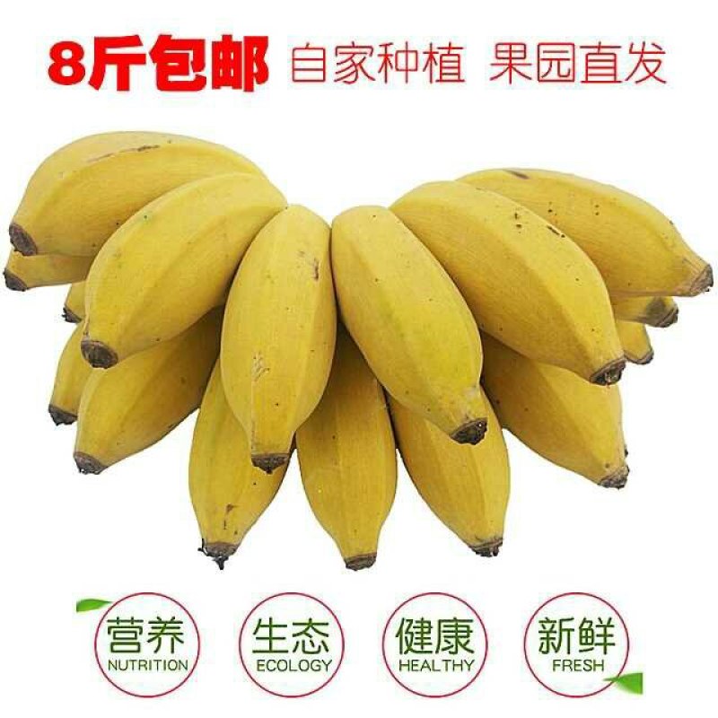 广西西贡粉蕉