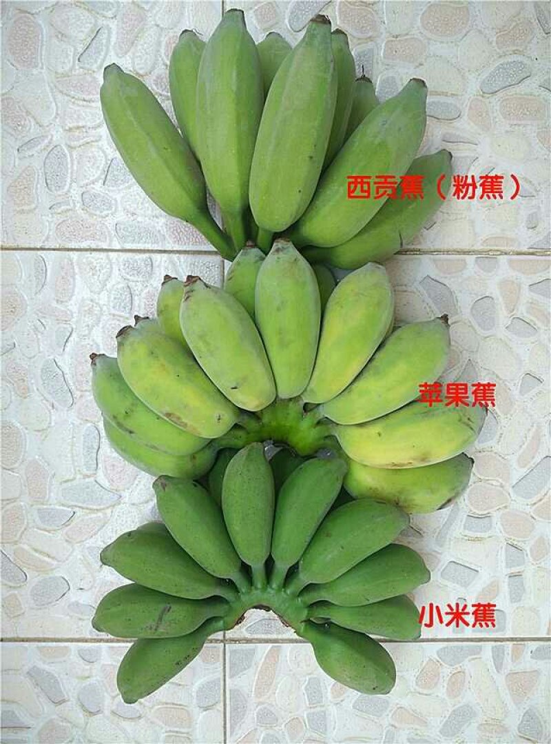 广西西贡粉蕉