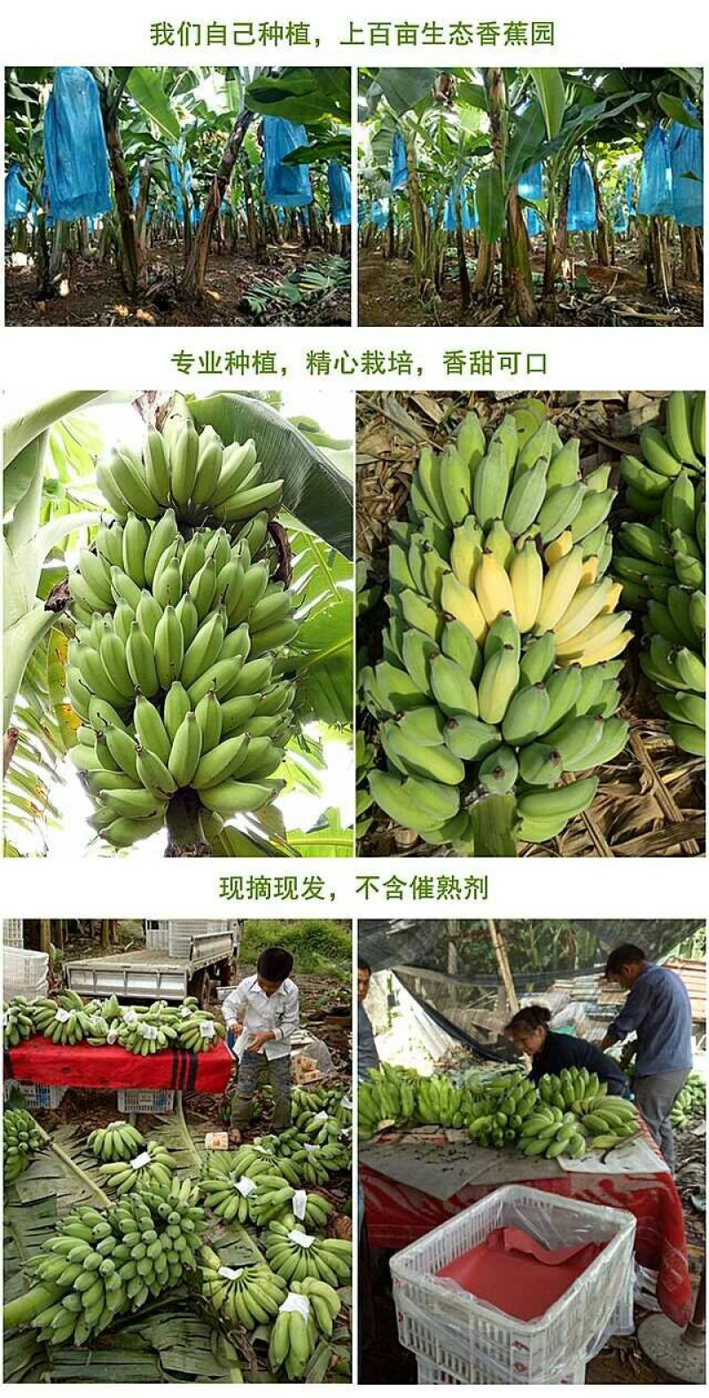 广西西贡粉蕉