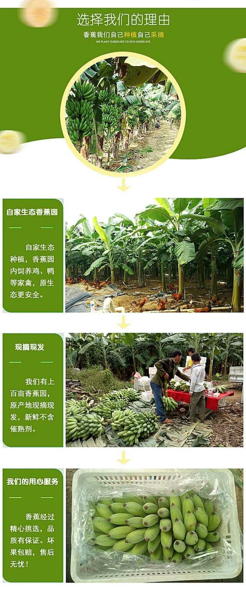 广西西贡粉蕉