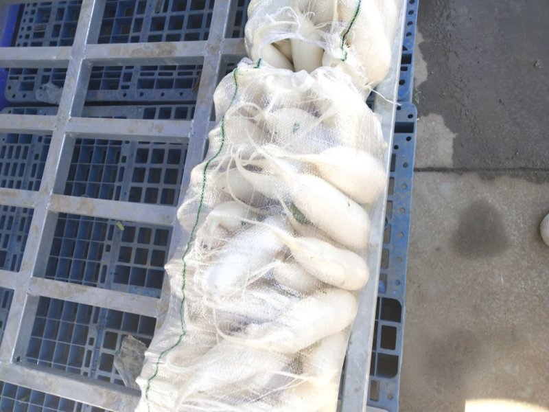 石家庄新乐万亩白萝卜基地，大量上市中，水洗一条龙服务，