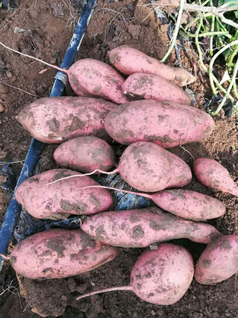石家庄新乐万亩白萝卜基地，大量上市中，水洗一条龙服务，