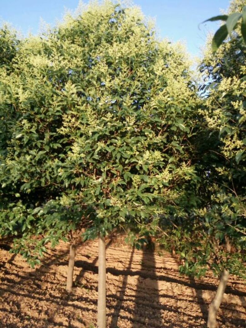 女贞树