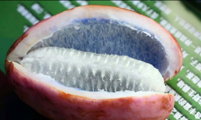 八月瓜籽