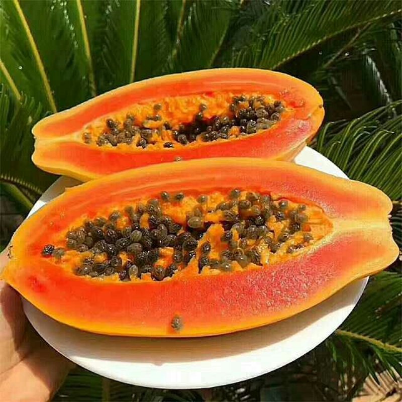 正宗红肉水果木瓜新鲜孕妇水果8斤包邮