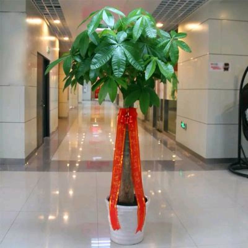 发财树