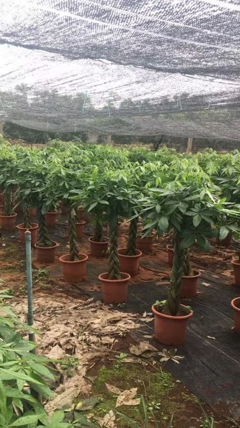 发财树
