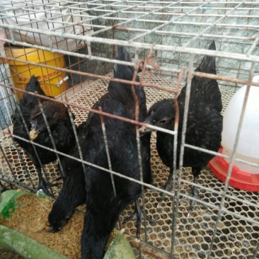 脱温五黑一绿鸡苗品种纯正规范防疫