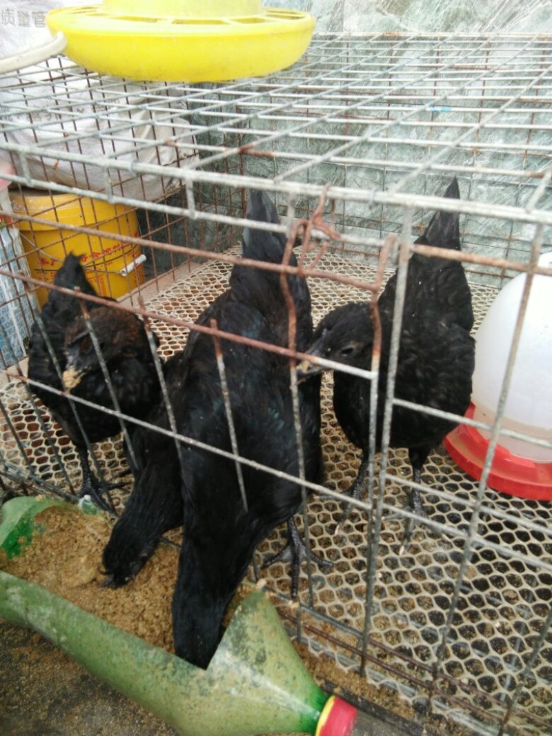 脱温五黑一绿鸡苗品种纯正规范防疫