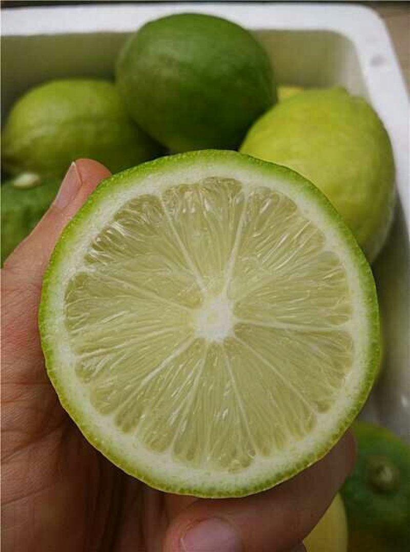 正宗香水柠檬四季新鲜水果奶茶店5斤包邮