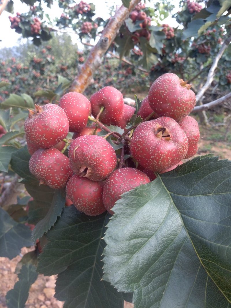 大金星山楂