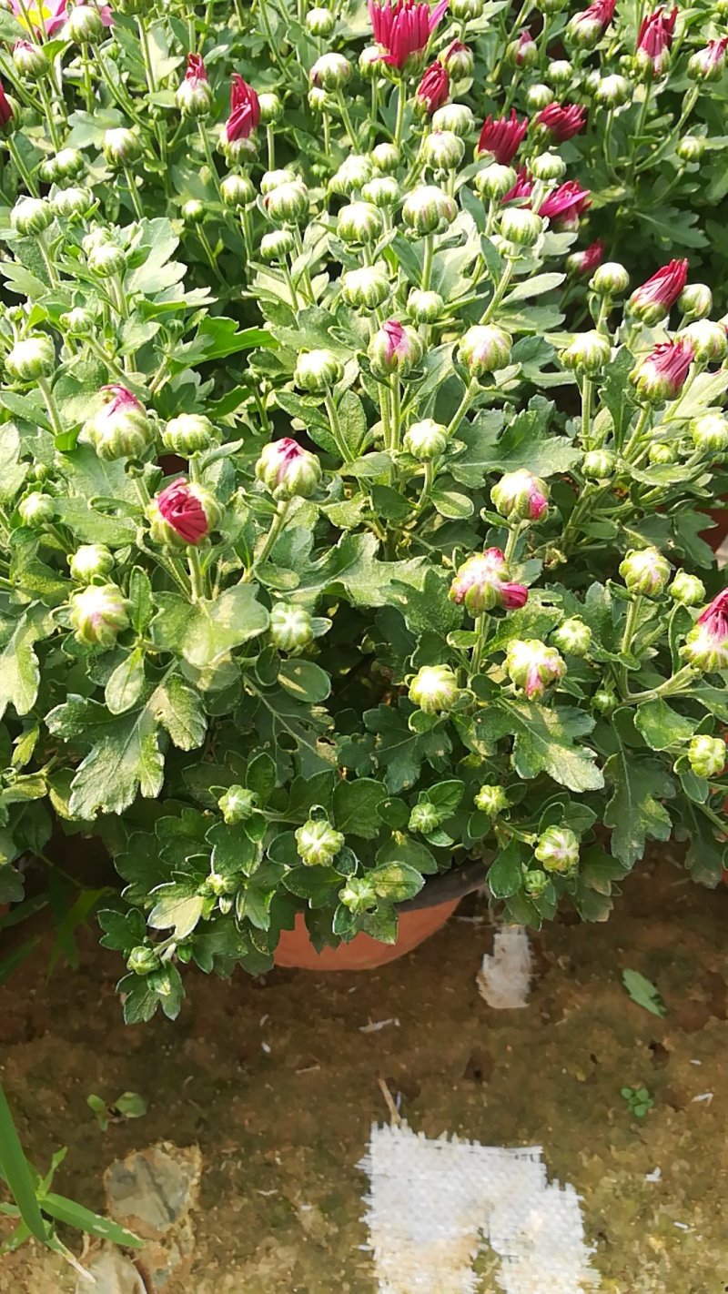千头菊国庆菊大量现货，大花菊花多品种，量大优惠