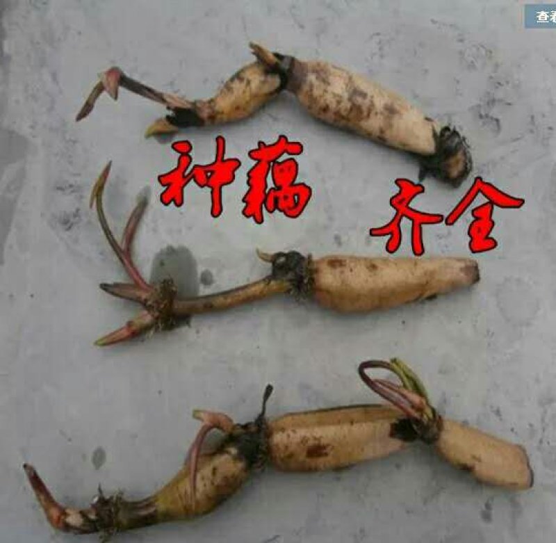 高产藕食用莲藕种苗藕种观赏荷花池塘种藕稻田鱼塘深