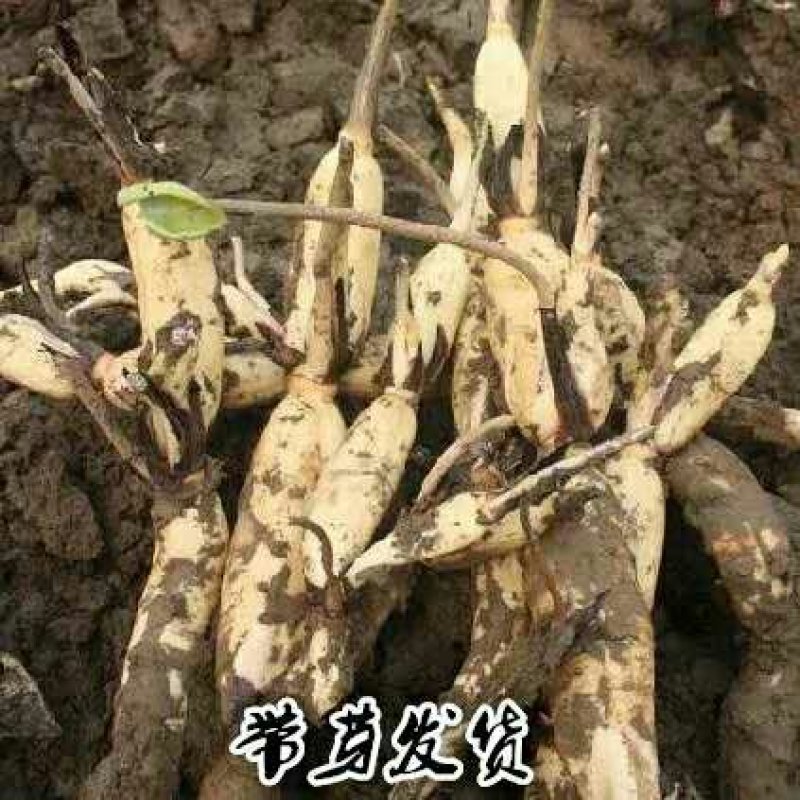高产藕食用莲藕种苗藕种观赏荷花池塘种藕稻田鱼塘深