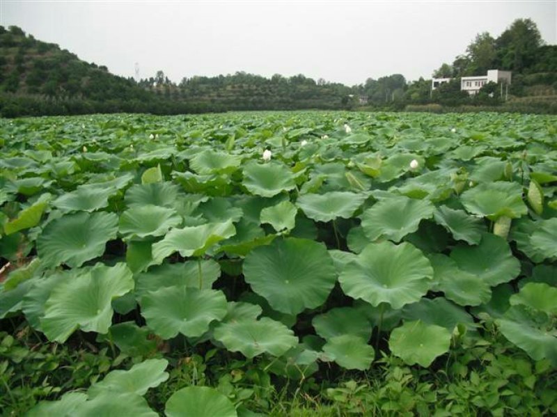 高产藕食用莲藕种苗藕种观赏荷花池塘种藕稻田鱼塘深