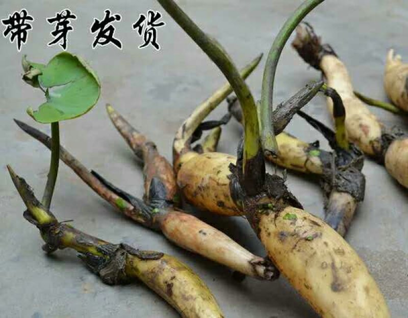 高产藕食用莲藕种苗藕种观赏荷花池塘种藕稻田鱼塘深