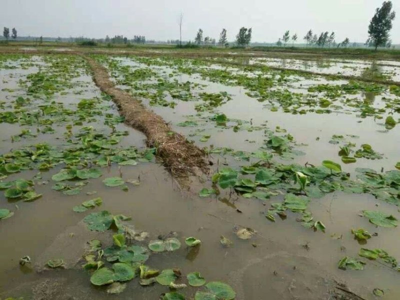 高产藕食用莲藕种苗藕种观赏荷花池塘种藕稻田鱼塘深