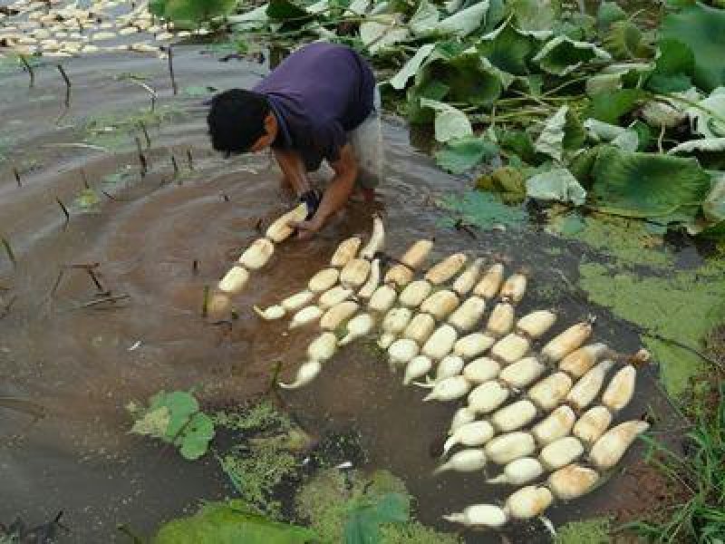 高产藕食用莲藕种苗藕种观赏荷花池塘种藕稻田鱼塘深