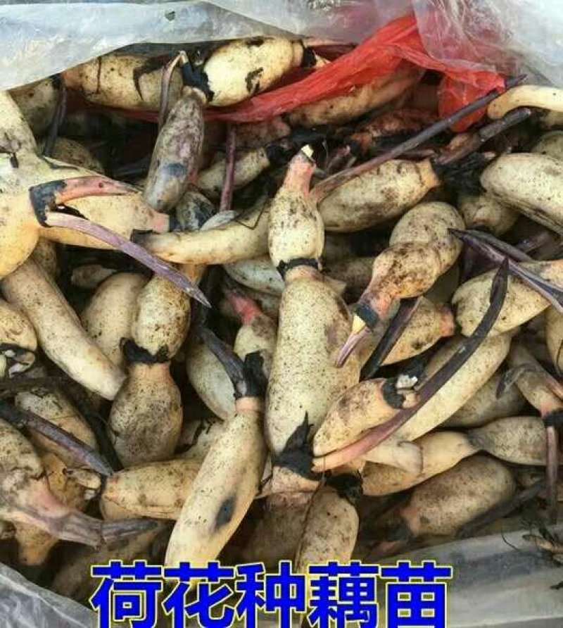 高产藕食用莲藕种苗藕种观赏荷花池塘种藕稻田鱼塘深