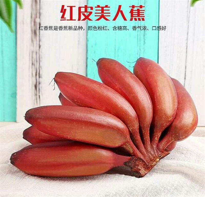 广西红香蕉红蕉美人蕉新鲜水果芭蕉批发现摘5斤包邮
