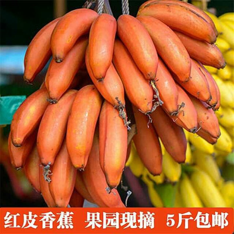广西红香蕉红蕉美人蕉新鲜水果芭蕉批发现摘5斤包邮